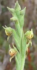 Pterichis