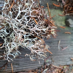 Platismatia stenophylla