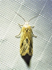 Micrathetis tecnion