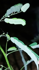 Phyllanthus
