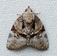 Lophothripa vitea