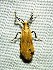 Lycomorphodes sordida