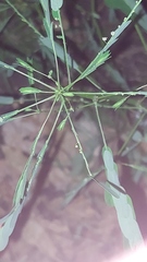 Phyllanthus