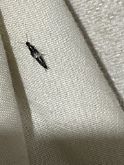 Staphylinidae