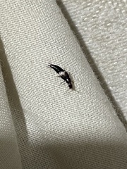 Staphylinidae