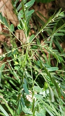 Phyllanthus