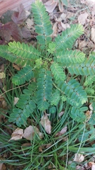 Phyllanthus