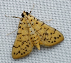 Conogethes punctiferalis