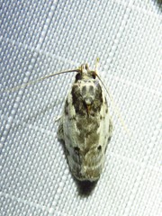 Antaeotricha irene