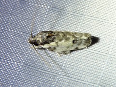 Antaeotricha irene