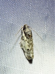 Antaeotricha irene