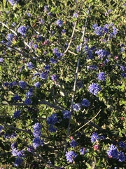Ceanothus foliosus