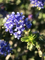 Ceanothus foliosus