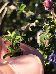 Ceanothus foliosus
