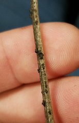 Paratachardina pseudolobata