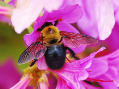 Xylocopa appendiculata