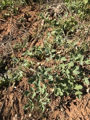 Lomatium repostum