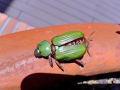 Chrysina orizabae