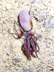 Stenochilus