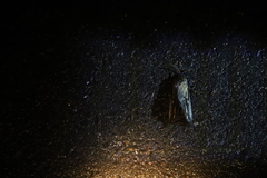 Abantiades atripalpis