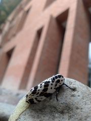 Hypercompe andromela