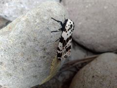 Hypercompe andromela