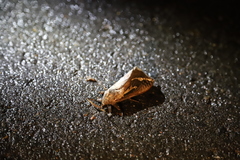 Abantiades atripalpis