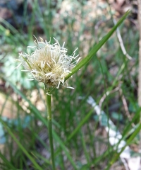 Calliscirpus criniger