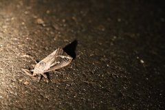 Abantiades atripalpis