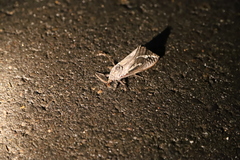 Abantiades atripalpis