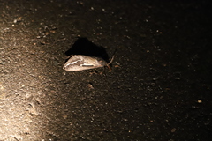 Abantiades atripalpis