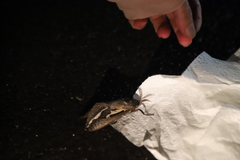 Abantiades atripalpis