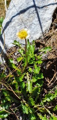 Brachyscome sinclairii