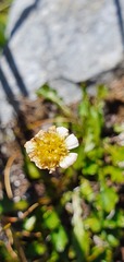Brachyscome sinclairii