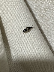 Staphylinidae