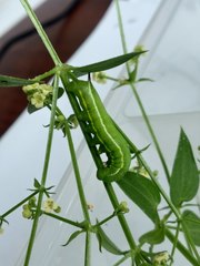 Macroglossum stellatarum