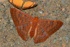 Emesis mandana