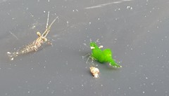 Hippolyte australiensis