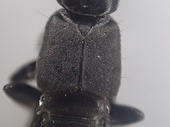 Tasgius melanarius