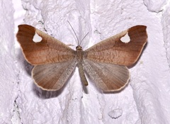 Macrosoma albimacula