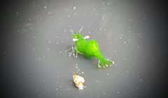 Hippolyte australiensis