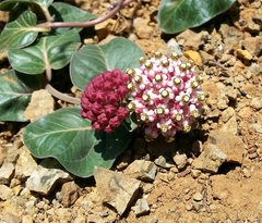 Asclepias solanoana