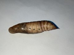 Macroglossum stellatarum