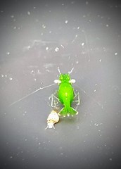 Hippolyte australiensis