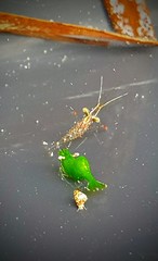 Hippolyte australiensis