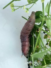 Macroglossum stellatarum