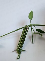 Macroglossum stellatarum