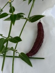 Macroglossum stellatarum