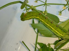 Macroglossum stellatarum