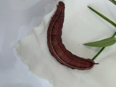 Macroglossum stellatarum